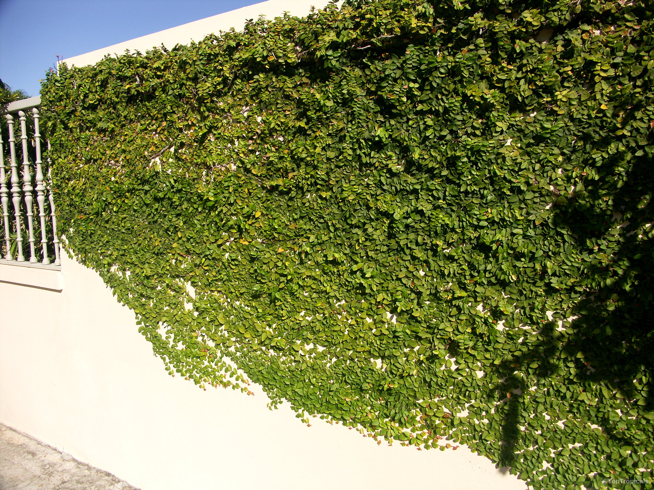Ficus pumila (Climbing Fig) covering a wall with small dense green leaves in direct sunlight Ficus pumila (Climbing Fig) plant with thick green leaves covering a plain white concrete wall