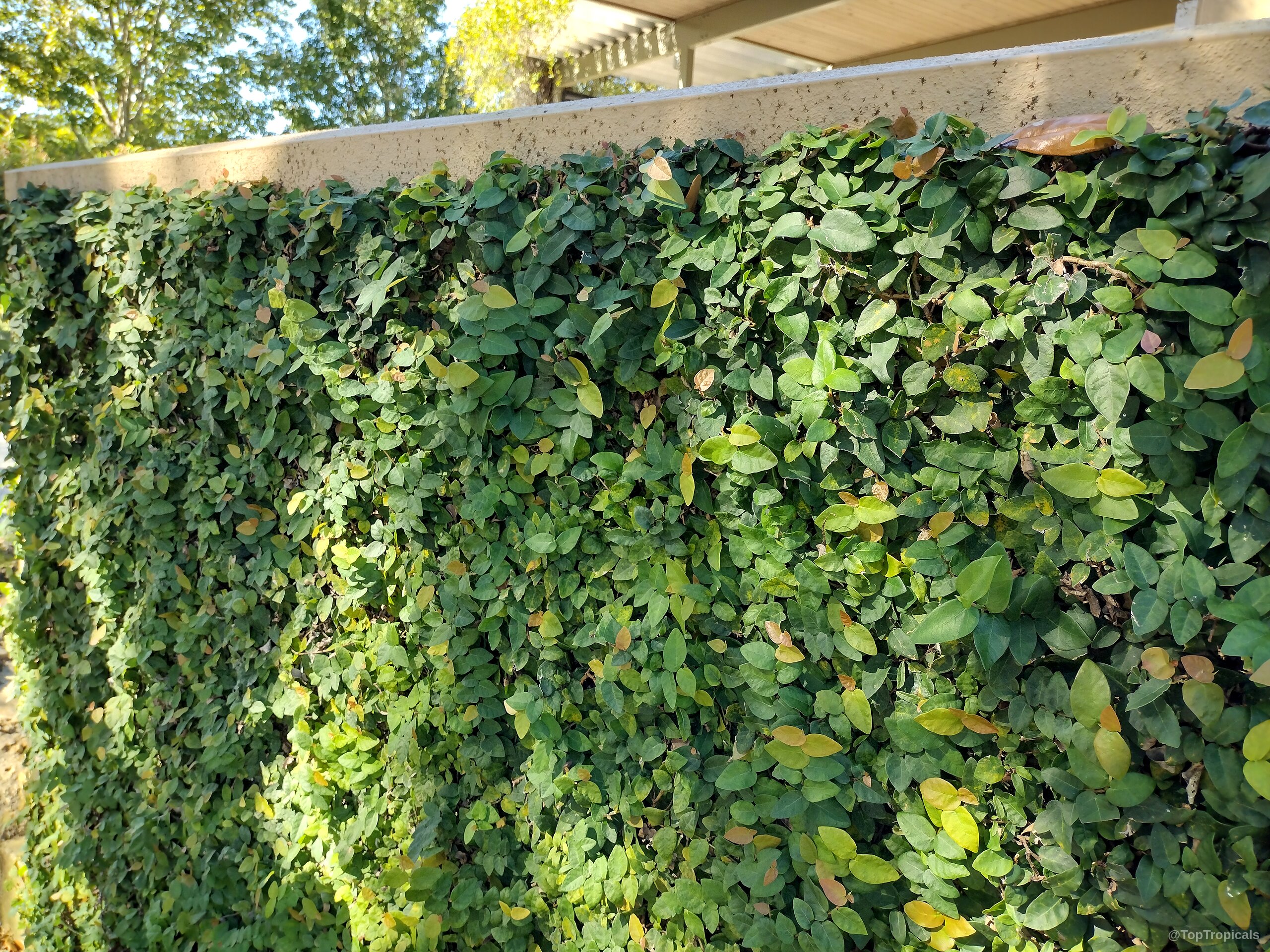 Ficus pumila (Climbing Fig) covers a flat wall with dense overlapping green foliage and sunlight. Ficus pumila (Climbing Fig) plant with thick green leaves covering a stone wall structure surface.