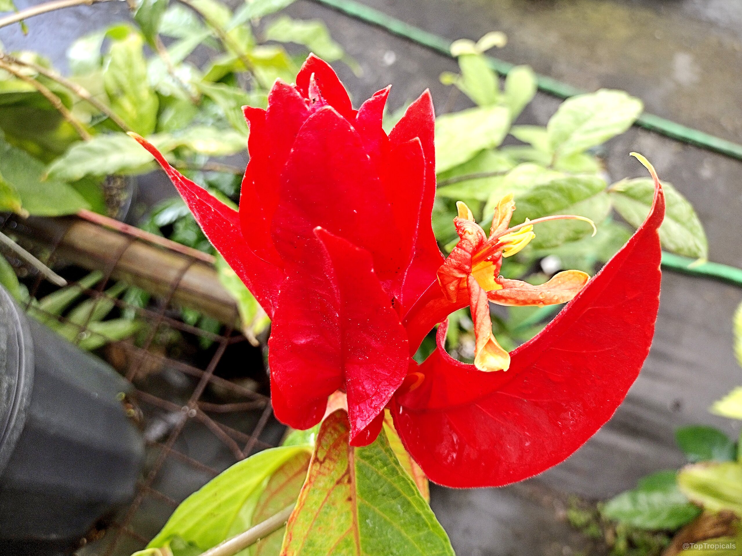 Ruellia chartacea (Colorama) flower with vibrant red petals and smaller orange sections near the center. Ruellia chartacea (Colorama) red flower close up with orange center petals on green leaves.