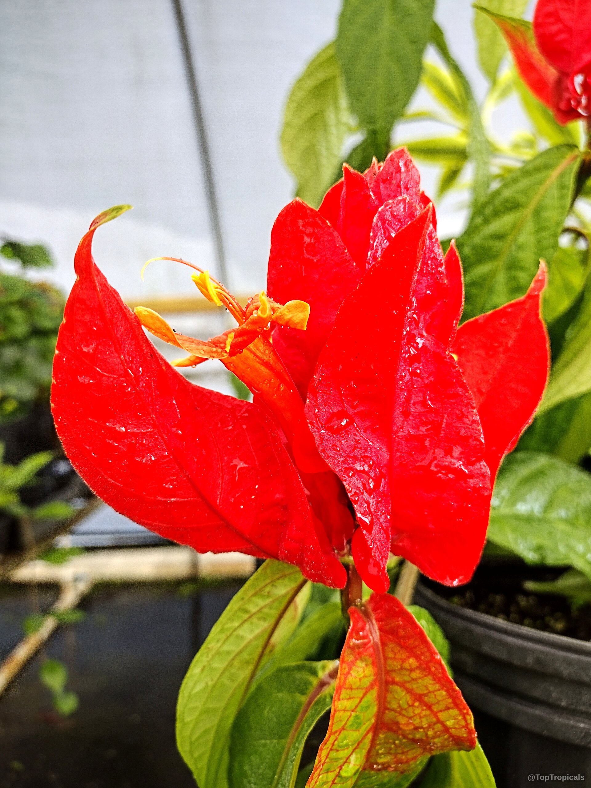 Ruellia chartacea (Colorama) red bracts surround small yellow flowers with water droplets on surface Ruellia chartacea (Colorama) red flower close up with water droplets on pointed bracts