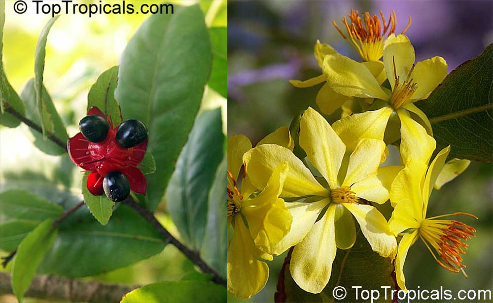 Ochna integerrima (thomasiana) - Vietnamese Mickey Mouse   plant