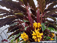 Calathea rufibarba, Velvet Calathea, Fuzzy Pheasant Feather, Furry Feather

Click to see full-size image