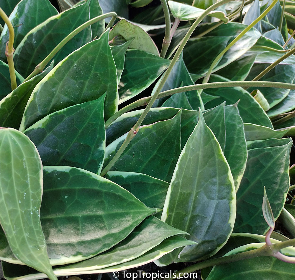 Hoya latifolia, Hoya macrophylla, Hoya browniana, Hoya clandestina, Hoya White Margins