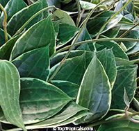 Hoya latifolia, Hoya macrophylla, Hoya browniana, Hoya clandestina, Hoya White Margins

Click to see full-size image