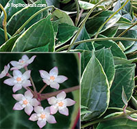 Hoya macrophylla albomarginata - White Margins