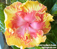 Hibiscus Moonwalk Volcano (Hibiscus x rosa-sinensis)

Click to see full-size image
