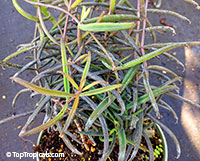 Kalanchoe beauverdii Vine (Bryophyllum beauverdii)

Click to see full-size image