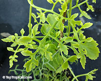 Kalanchoe schizophylla Vine (Bryophyllum schizophyllum) 

Click to see full-size image