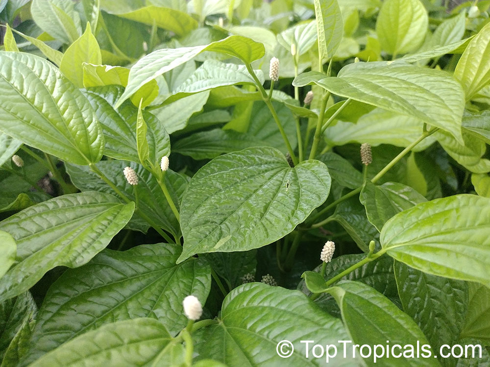 Piper sarmentosum - Vietnamese Pepper, Lalot