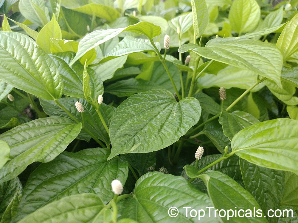 Vietnamese pepper Lalot - Piper sarmentosum