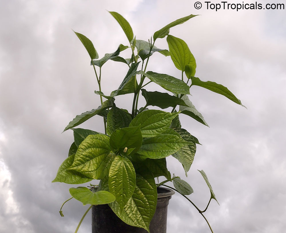 Vietnamese pepper Lalot - Piper sarmentosum