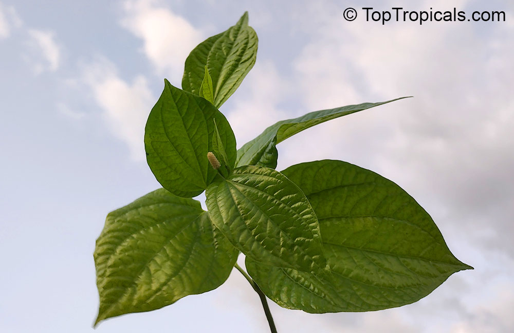 Vietnamese pepper Lalot - Piper sarmentosum