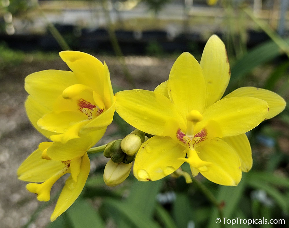 Spathoglottis plicata, Ground Orchid, Garden Orchid. Tropical Pineapple