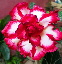 Desert Rose (Adenium) Chailai (Chai Lai), Grafted