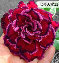 Desert Rose (Adenium) Hong Hern, Grafted