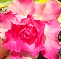 Desert Rose (Adenium) Pink Variegated Leaf, Grafted