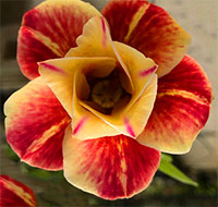 Desert Rose (Adenium) Pra Rod Mary, Grafted