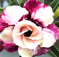 Desert Rose (Adenium) Purple Ruby (Strawberry Sundae), Grafted

Click to see full-size image
