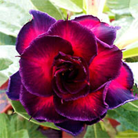 Desert Rose (Adenium) Taiwan Purple, Grafted