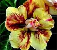 Desert Rose (Adenium) Yellow Butterfly, Grafted

Click to see full-size image