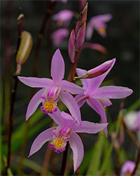 Bletilla striata x formosana Kate - Yokohama Ground orchid 