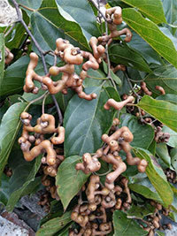 Hovenia dulcis - Japanese Raisin Tree