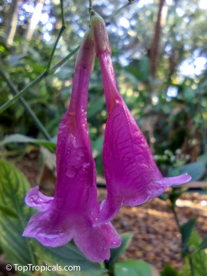 Strobilanthes flaccidifolius, Strobilanthes cusia, Assam Indigo, Chinese Rain Bell, Pink Strobilanthes, Vein Leaf Acanthus