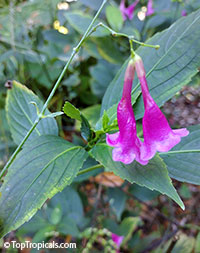 Strobilanthes flaccidifolius, Strobilanthes cusia, Assam Indigo, Chinese Rain Bell, Pink Strobilanthes, Vein Leaf Acanthus

Click to see full-size image