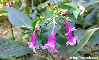 Strobilanthes flaccidifolius, Strobilanthes cusia, Assam Indigo, Chinese Rain Bell, Pink Strobilanthes, Vein Leaf Acanthus

Click to see full-size image
