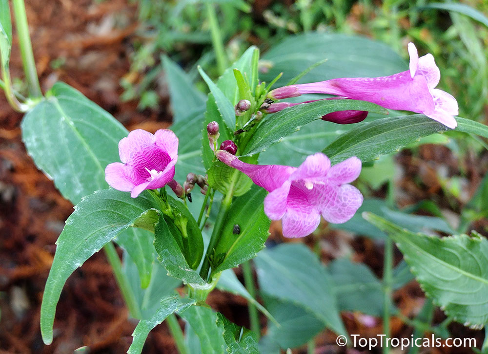 Strobilanthes flaccidifolius, Strobilanthes cusia, Assam Indigo, Chinese Rain Bell, Pink Strobilanthes, Vein Leaf Acanthus