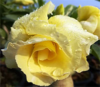 Desert Rose (Adenium) Banana, Grafted

Click to see full-size image