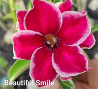 Desert Rose (Adenium) Beautiful Smile, Grafted

Click to see full-size image