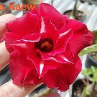 Desert Rose (Adenium) Chaba Kaew, Grafted

Click to see full-size image