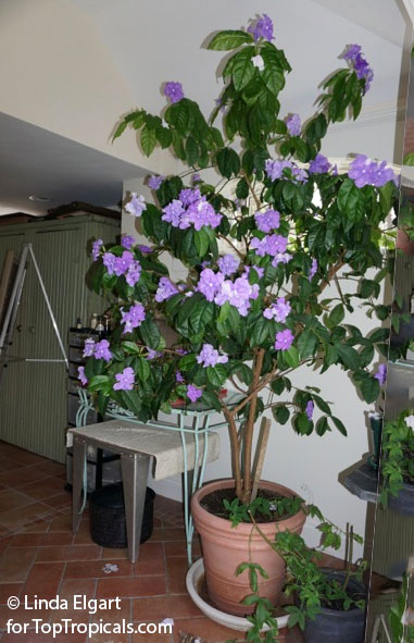 Brunfelsia grandiflora, Yesterday -Today -Tomorrow, Kiss-me-quick, Royal Purple Brunfelsia