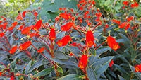 Seemannia sylvatica, Gloxinia sylvatica, Bolivian Sunset Gloxinia

Click to see full-size image