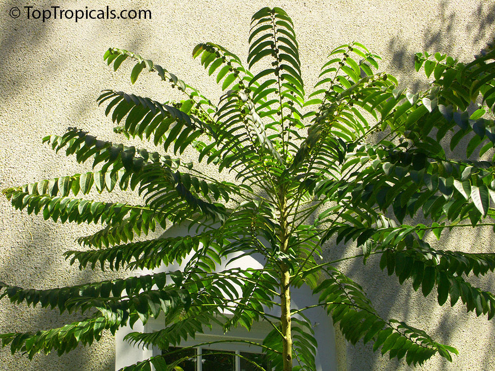 Sauropus androgynous - Tropical Asparagus, Katuk. Young tree and branches