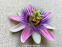 Passiflora sp., Passion Flower

Click to see full-size image
