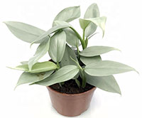 Philodendron hastatum - Silver Sword

Click to see full-size image