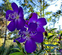 Tibouchina lepidota , Dwarf Princess Flower, Glory Bush, Mayo

Click to see full-size image