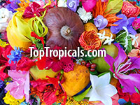101 of Top Tropicals Plant Catalog, Advanced Plant Finder and Identification

Click to see full-size image