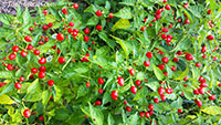 Capsicum frutescens, Wiri Wiri Pepper

Click to see full-size image