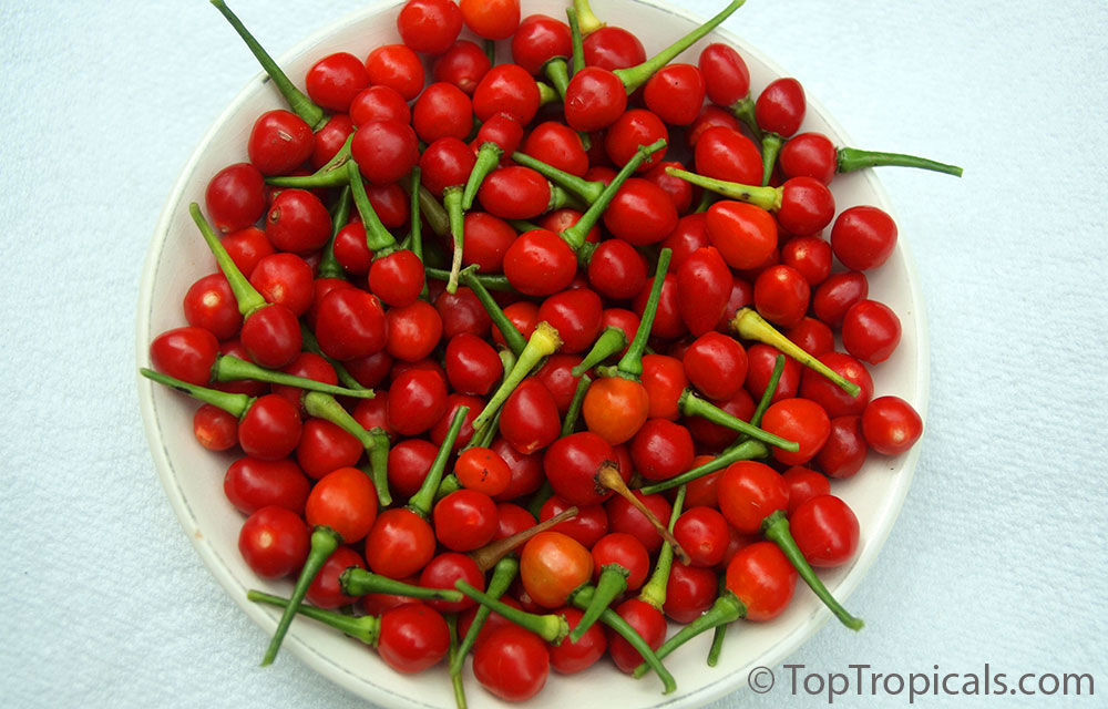 Capsicum frutescens, Wiri Wiri Pepper