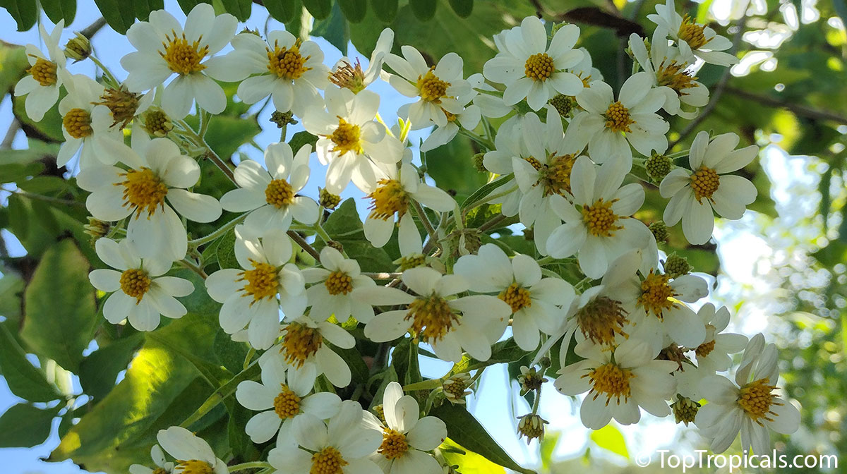 Montanoa leucantha, Montanoa arborescens, Montanoa guatemalensis, Tree Chrysanthemum, Tree Daisy