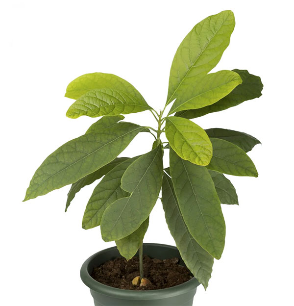 Avocado tree rootstock, seedling (Persea americana), 6898 | Rare plant ...