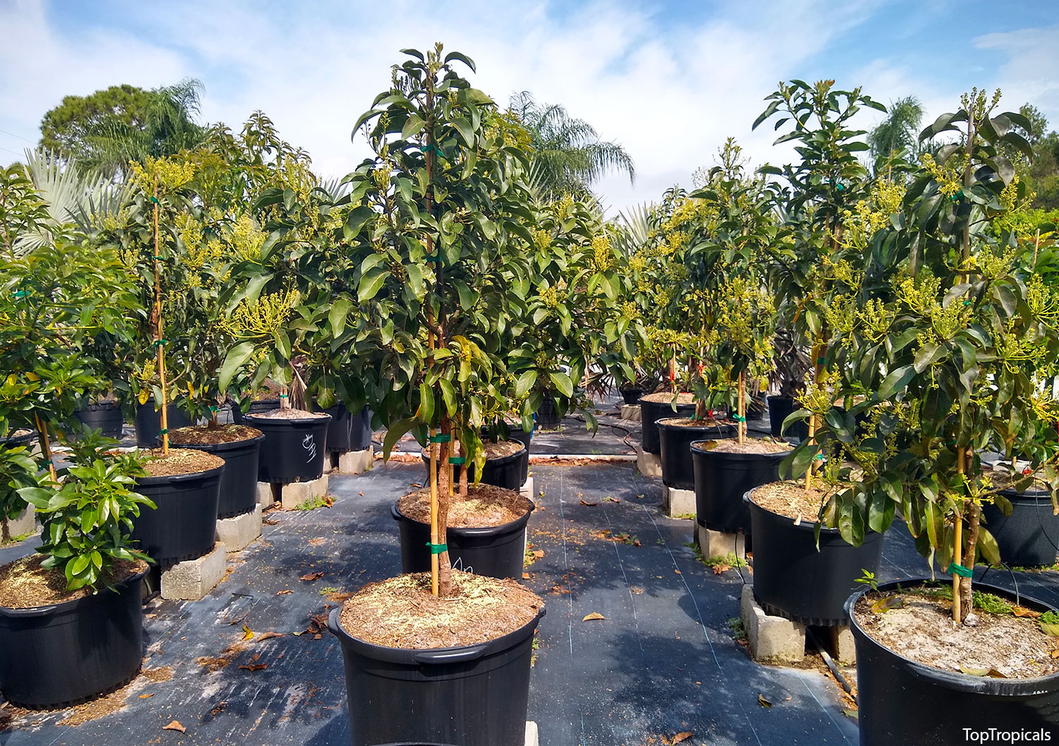 Avocado trees in pots