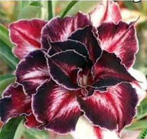 Desert Rose (Adenium) Black Amaryllis, Grafted