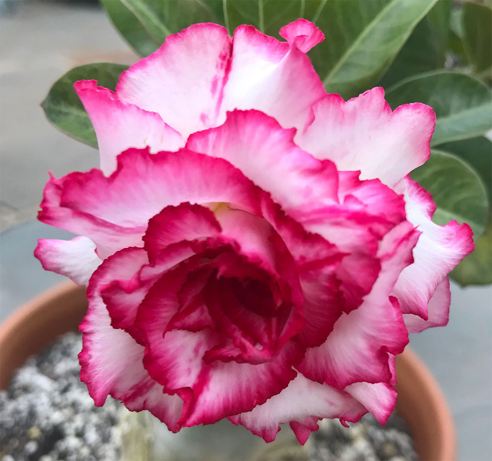 Desert Rose (Adenium) Love at First Sight, Grafted
