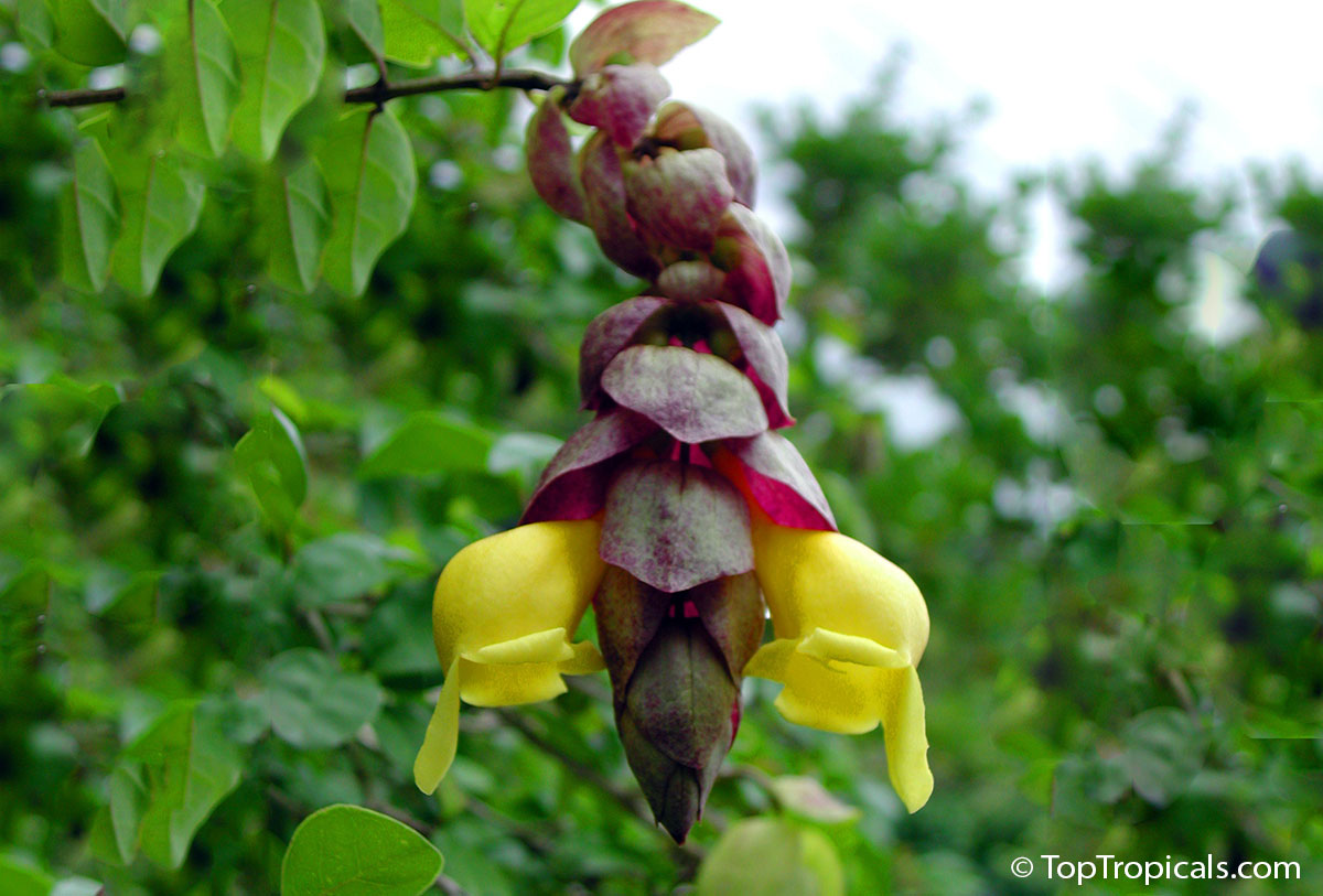 Gmelina philippensis - Parrots Beak