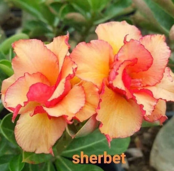 Desert Rose (Adenium) Sherbet, Grafted