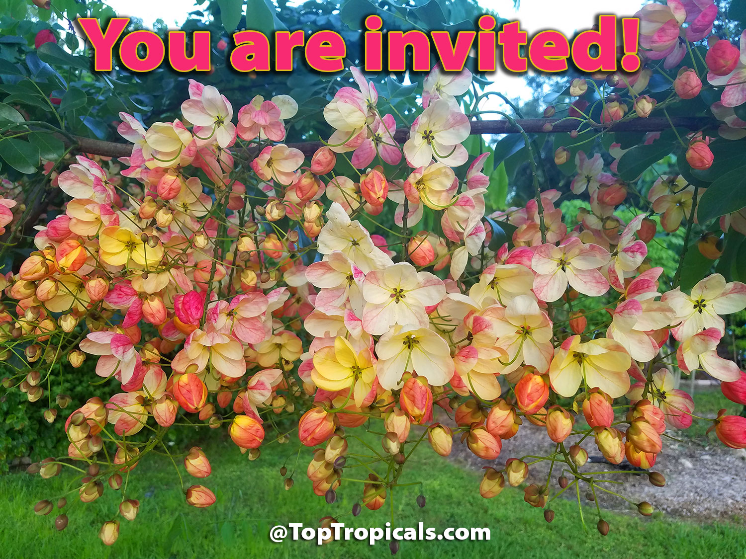You are invited to Kristi's Birthday Bash and Plant Market at Top Tropicals